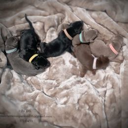 Doberman Pinscher Puppies from Ranchers Companion Doberman Kennel
