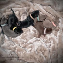 Doberman Pinscher Puppies from Ranchers Companion Doberman Kennel