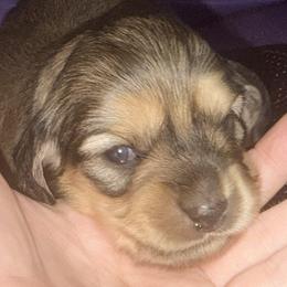 Girl 1 - Black and cream female Dachshund puppy in Gearhart, Oregon from SunnySeaDachs