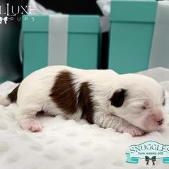Morkie and Shorkie Puppies from Lil Luxe Pups
