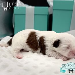 Morkie and Shorkie Puppies from Lil Luxe Pups