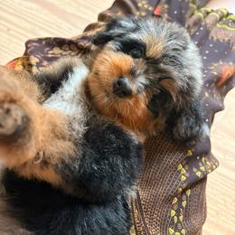 Samoa - Merle female Bernedoodle puppy in Travelers Rest, South Carolina from Bernedoodle.do