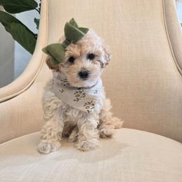 Kate - Cream female Poodle puppy in Leander, Texas from Doodle Doula