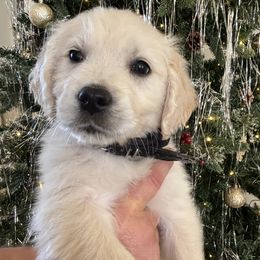 Saturn (black) - Light golden male Golden Retriever puppy in Pahrump, Nevada from Southern Nevada Goldens