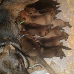 German Shepherd Puppies from Countryside Kennel