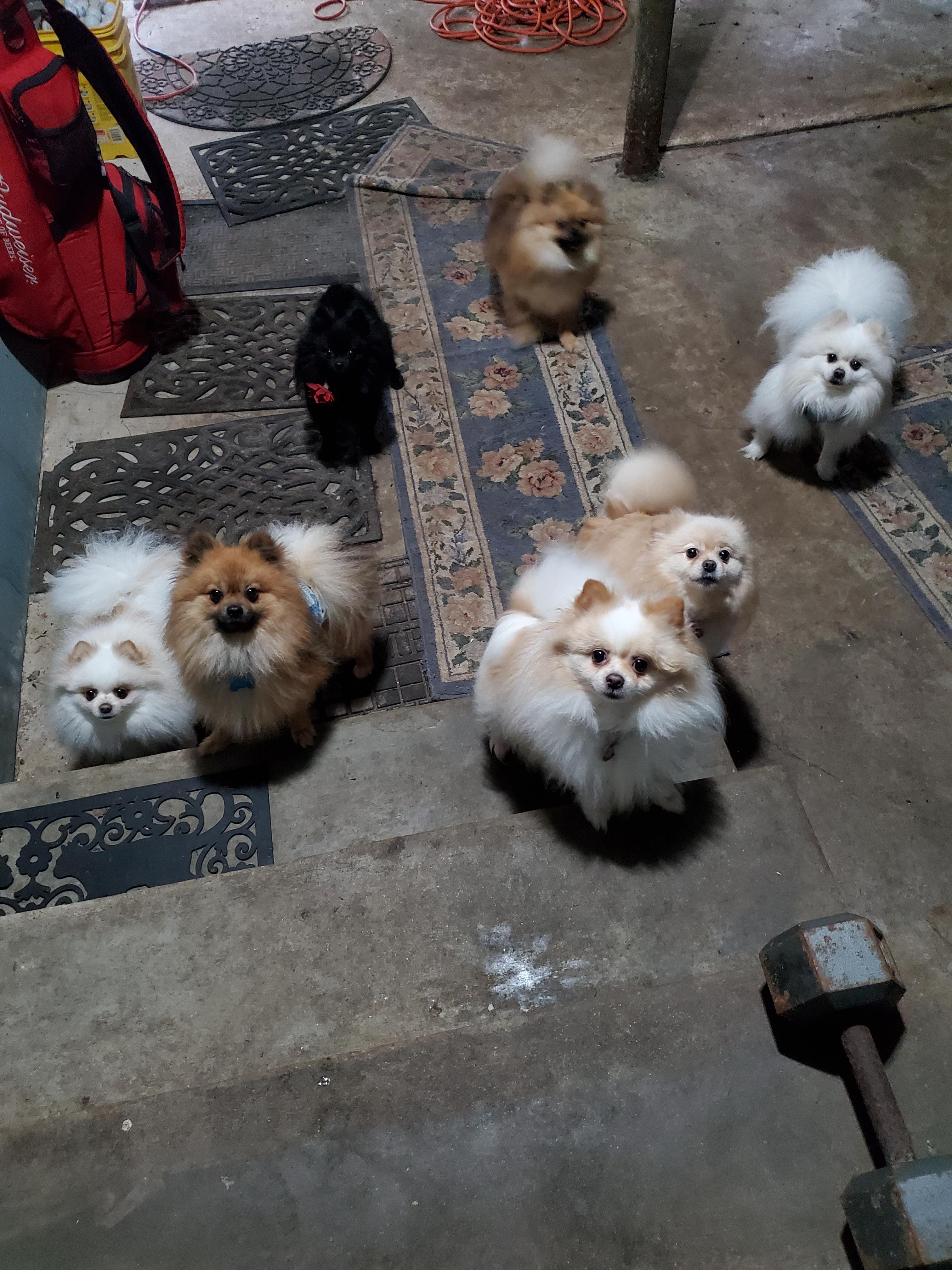Pomtastic Poms in Texas | Pomeranian puppies | Good Dog