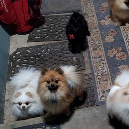Pomeranians from Pomtastic Poms
