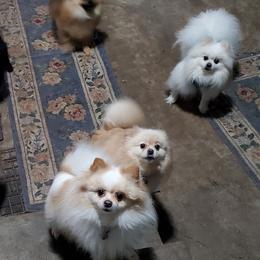 Pomeranians from Pomtastic Poms