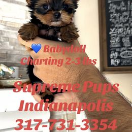 Babydoll face Remington 4000 - Black and gold male Yorkshire Terrier puppy in Indianapolis, Indiana from Supreme Pups