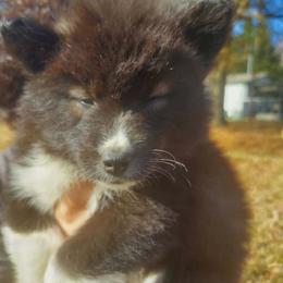 Siberian Husky Puppies from StormVale Siberian Huskies