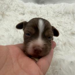Buttercup - Red tri female Miniature Australian Shepherd puppy in Greenville, Ohio from Arnold’s Aussies