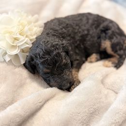 Sugarplum - Phantom female Poodle puppy in Poplarville, Mississippi from Southern Belle Poodles