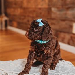 Bernedoodle and Poodle Puppies from Miranda’s Sunshine Poodles and Doodles