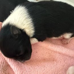 Black and white boy - Black parti male Pomeranian puppy in Buffalo, New York from Buffalo Pomeranians 716