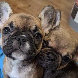 French Bulldogs from Wow-za French Bulldogs