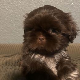 Kobe - Chocolate male Shih Tzu puppy in Azusa, California from RJ Shih Tzu lover