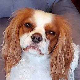 Cherry - Cavalier King Charles Spaniel