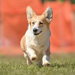 Liza - Pembroke Welsh Corgi