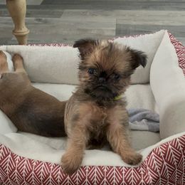 Brussels Griffon Puppies from Butler Brussels Griffon