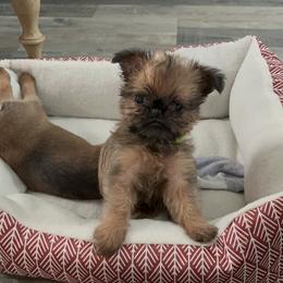 Brussels Griffon Puppies from Butler Brussels Griffon