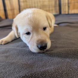 Yellow Female - Yellow female Labrador Retriever puppy in Briggsdale, Colorado from LC Hunting Labs, LLC.