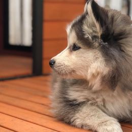 Pomskies from Our Pomsky Yard