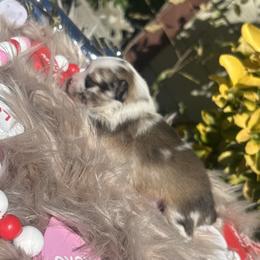 Johnny Cash - Tri-colored male Pomeranian puppy in Sandia, Texas from Broken Arrow Poms