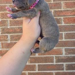 Minerva - Blue brindle female Great Dane puppy in Arlington, Texas from Scoober Danes