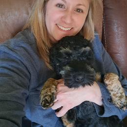 Aussiedoodle and Cockapoo Puppies from Ouachita River Cockapoos