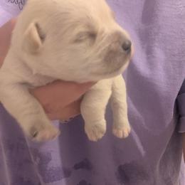 Baby boy 4 - White male Miniature Schnauzer puppy in Eupora, Mississippi from Mississippi Mini Schnauzers