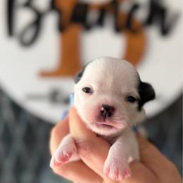 Petal - Black and white female Chihuahua puppy in Harrison, Michigan from Cloud9 Chihuahuas