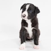 Sporty Mix Puppies from Rosette Sport Dogs