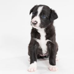 Sporty Mix Puppies from Rosette Sport Dogs