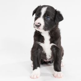 Sporty Mix Puppies from Rosette Sport Dogs