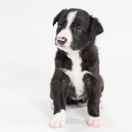 Sporty Mix Puppies from Rosette Sport Dogs