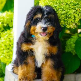 Slinky - Tri-color male Bernedoodle puppy in Dundee, Ohio from Down Home Doodle