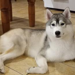 Hope - Siberian Husky