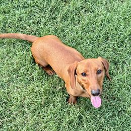 Edward - Red male Dachshund puppy in Franklin, Tennessee from Wendy's Weenies