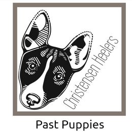 Australian Cattle Dog Puppies from Christensen Heelers