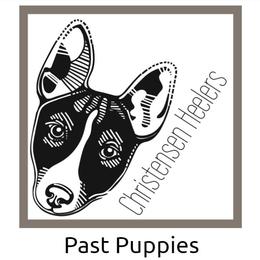 Australian Cattle Dog Puppies from Christensen Heelers