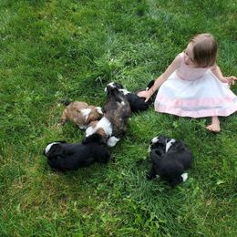 Tibetan Terrier Puppies from Zara Tibetan Terriers