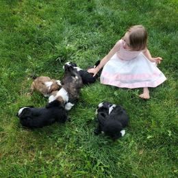 Tibetan Terrier Puppies from Zara Tibetan Terriers