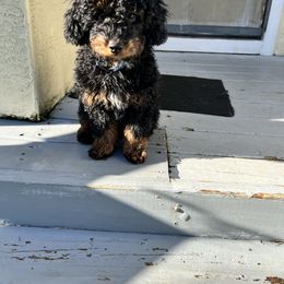 Bernedoodle Puppies from Birdie Bernedoodles