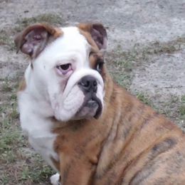 Kiwi - Bulldog