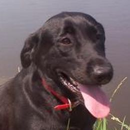 English Cocker Spaniels and Labrador Retrievers from Fenloch Gundogs