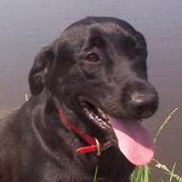 English Cocker Spaniels and Labrador Retrievers from Fenloch Gundogs