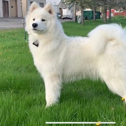 Tobi - Samoyed