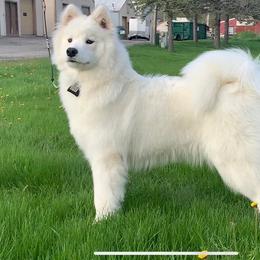 Tobi - Samoyed