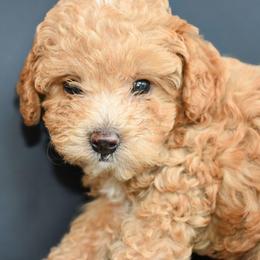 Audie (AKC) - Red  male Poodle puppy in Rainbow City, Alabama from Misioh Poodles