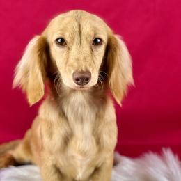 Mabel - Dachshund